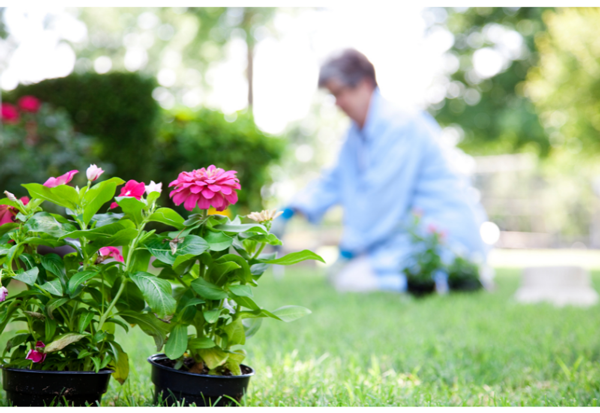 5 Ways to Prevent Back Pain while Gardening